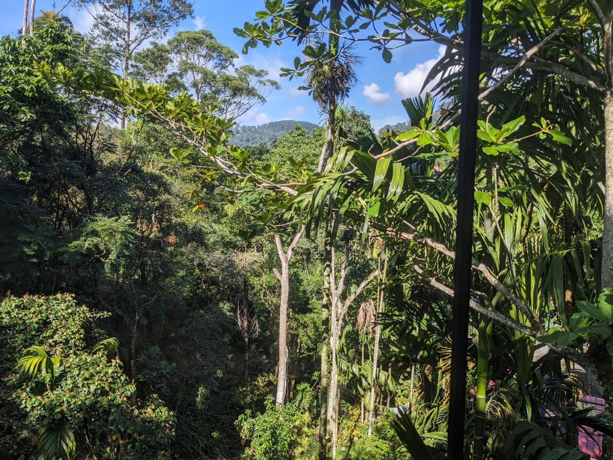 Jungle And Tree House Homestay Ella
