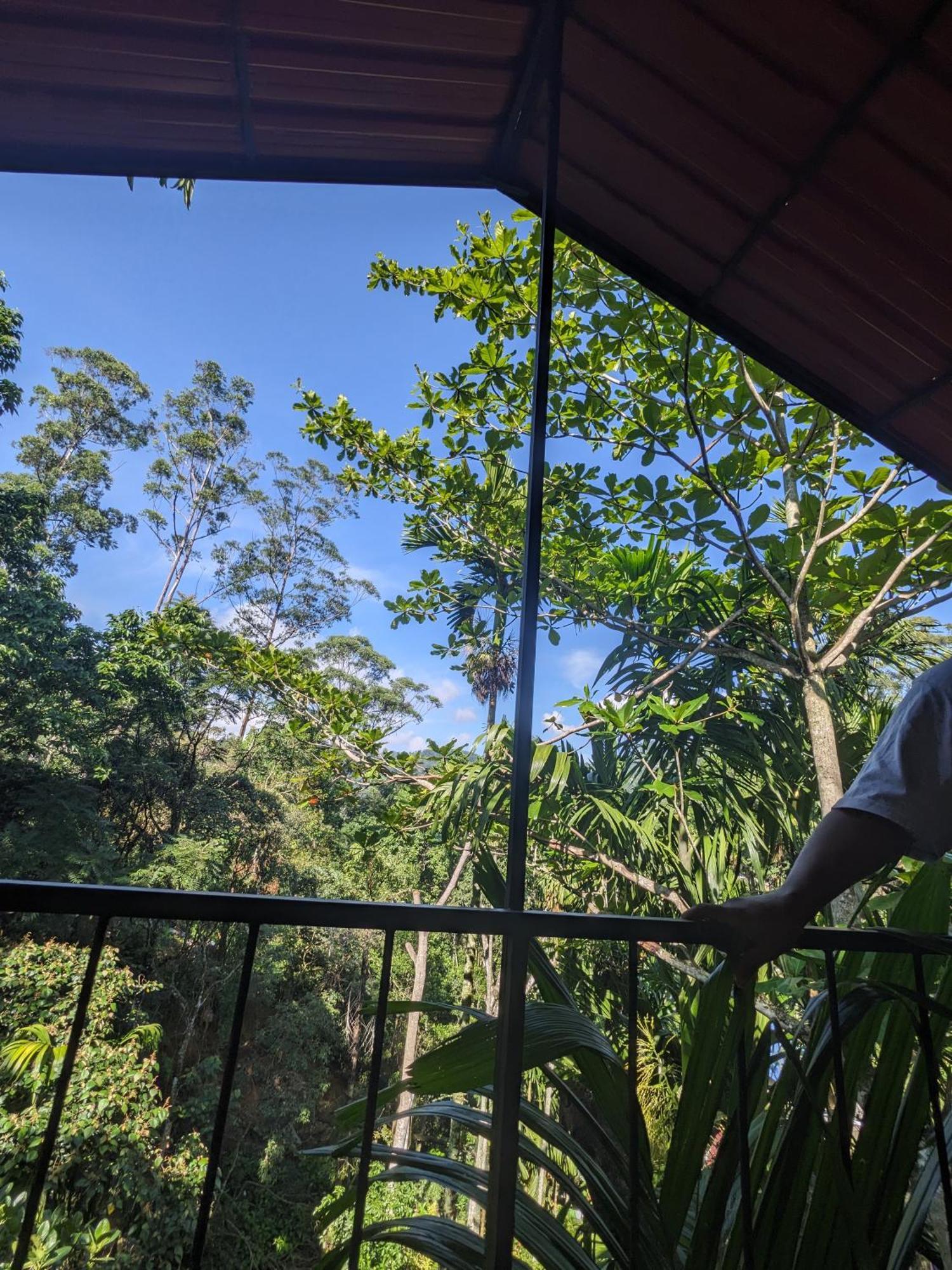 Jungle And Tree House *