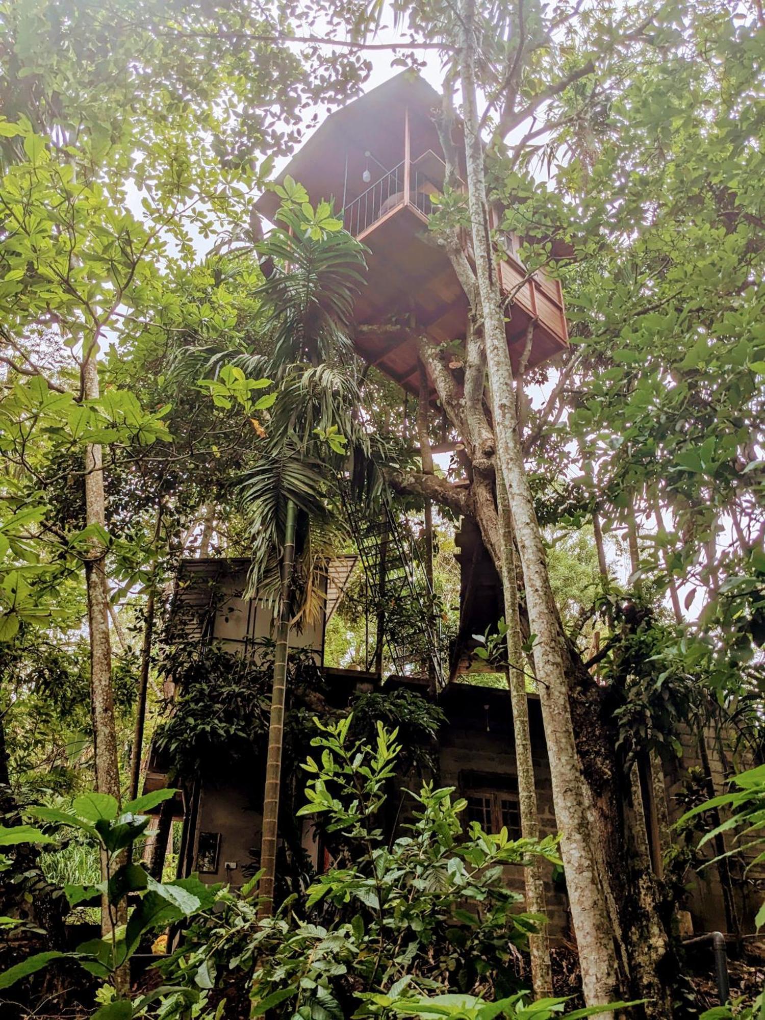 Jungle And Tree House Ella