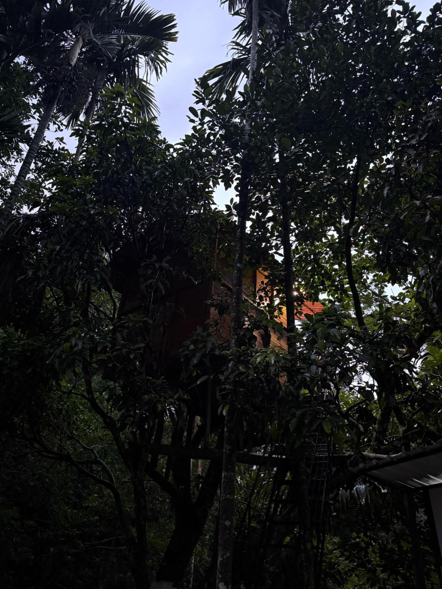 Jungle And Tree House Homestay *