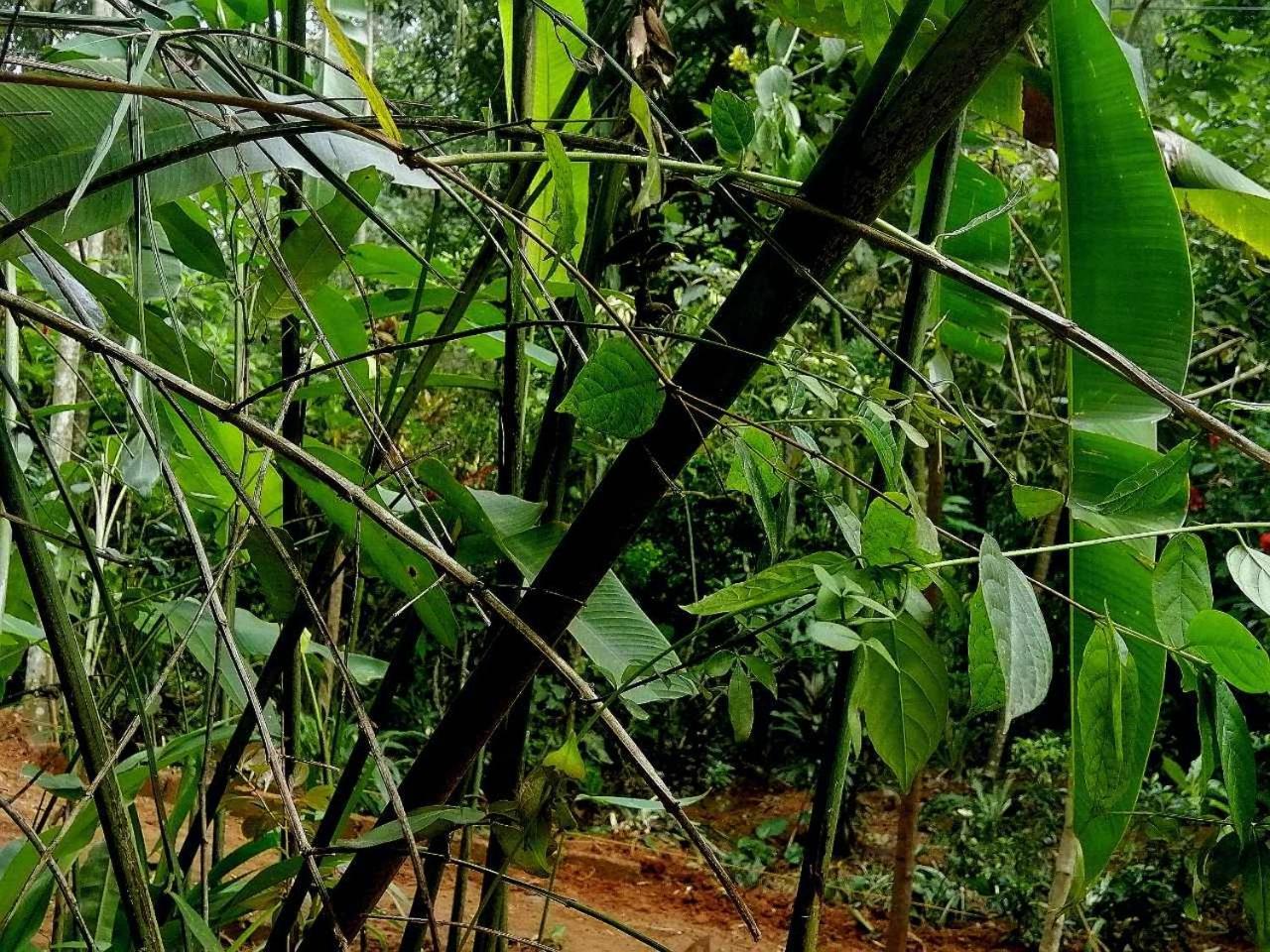 Jungle And Tree House *