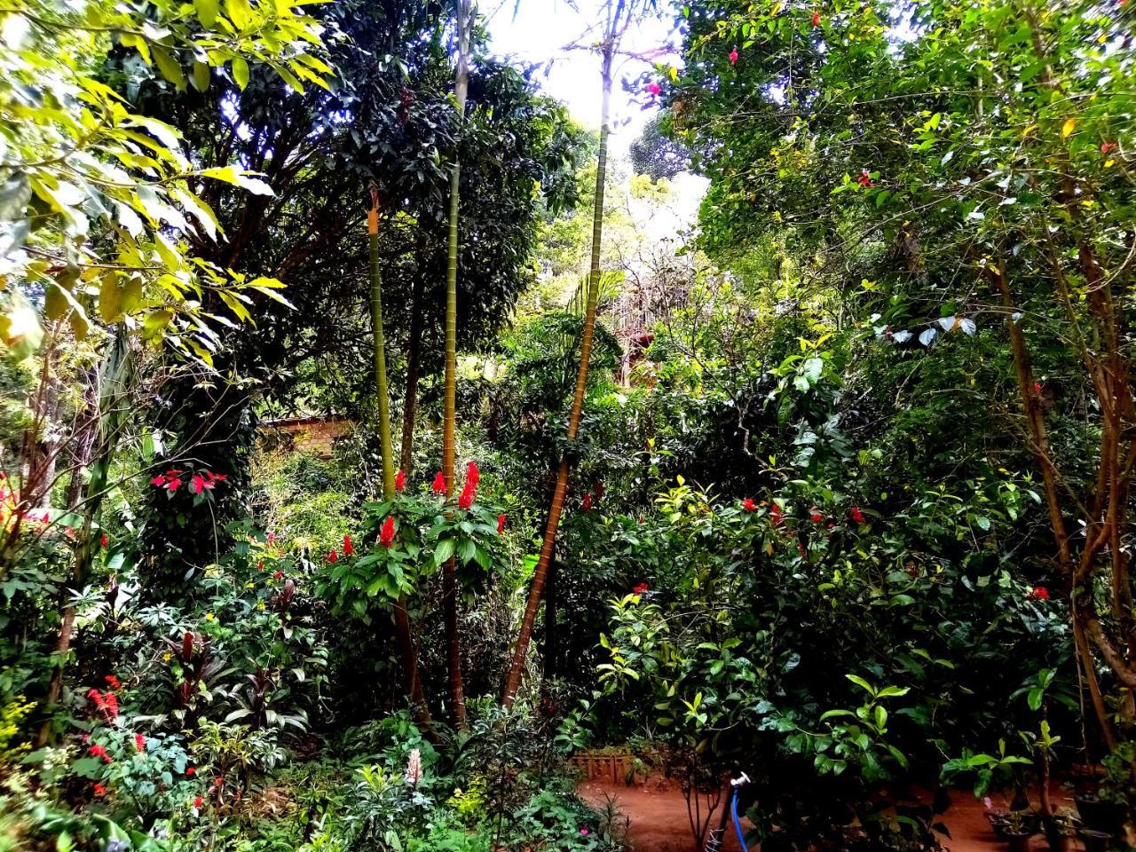 Jungle And Tree House Homestay