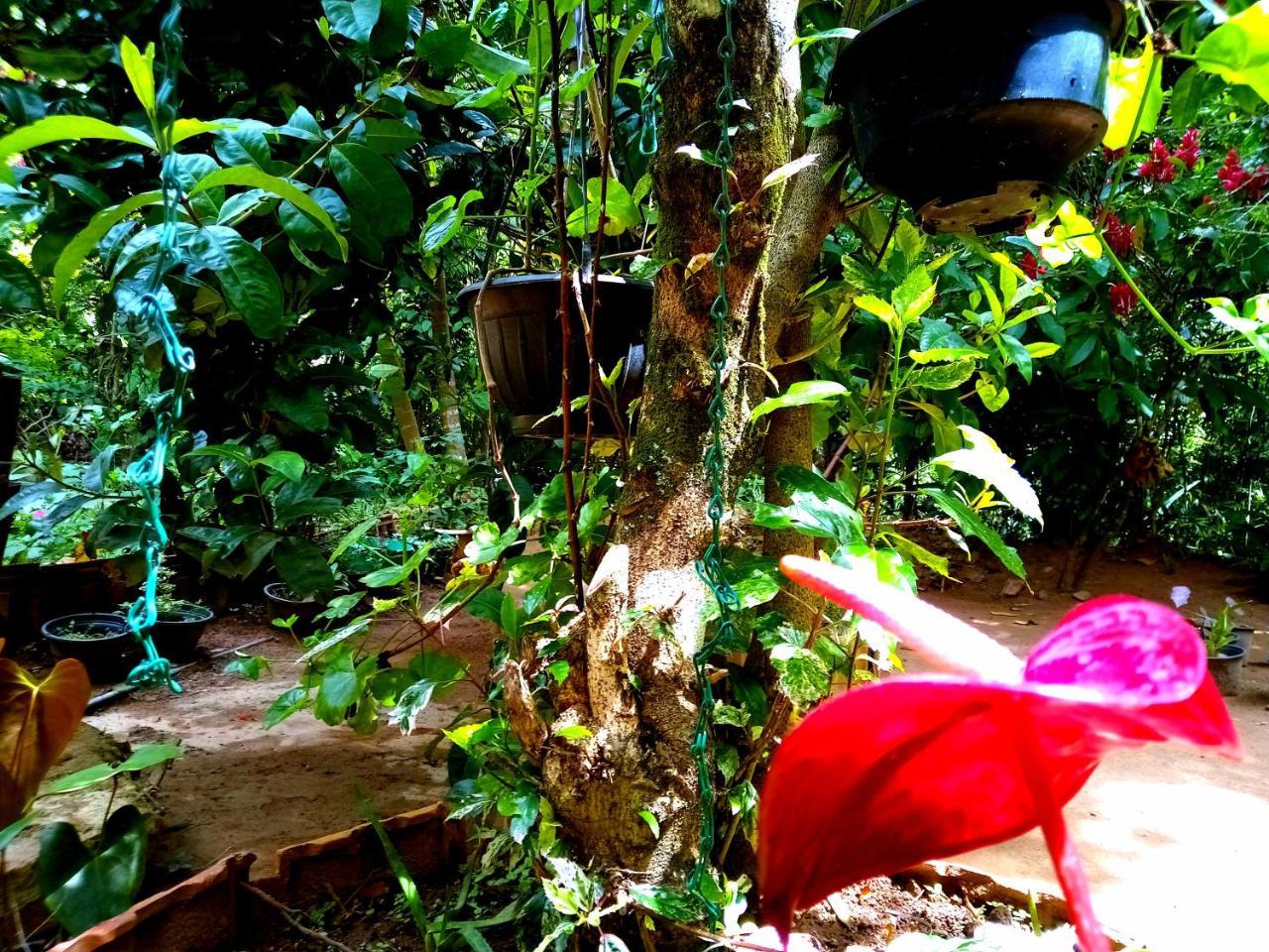 Jungle And Tree House *