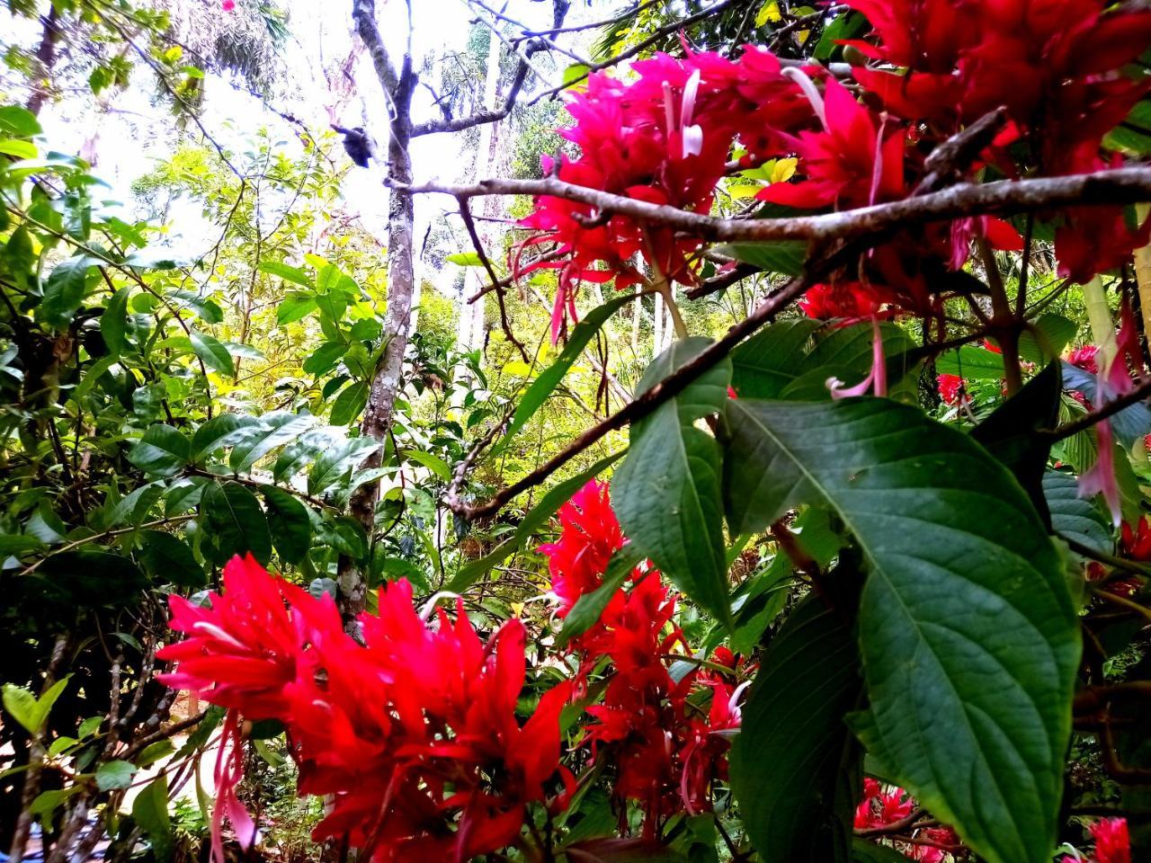 Homestay Jungle And Tree House